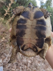 Testudo hermanni