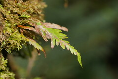 Notogrammitis heterophylla