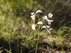 Diuris alba