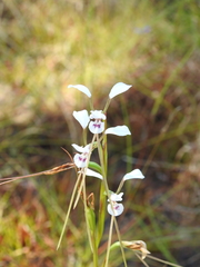 Diuris alba