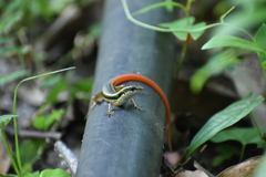 Sphenomorphus dussumieri