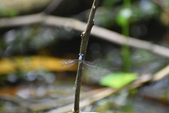 Lestes praemorsus