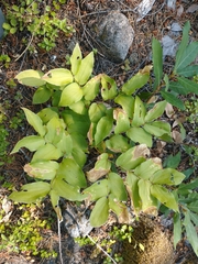 Prosartes hookeri