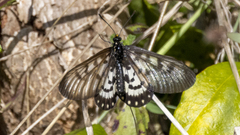 Acraea andromacha