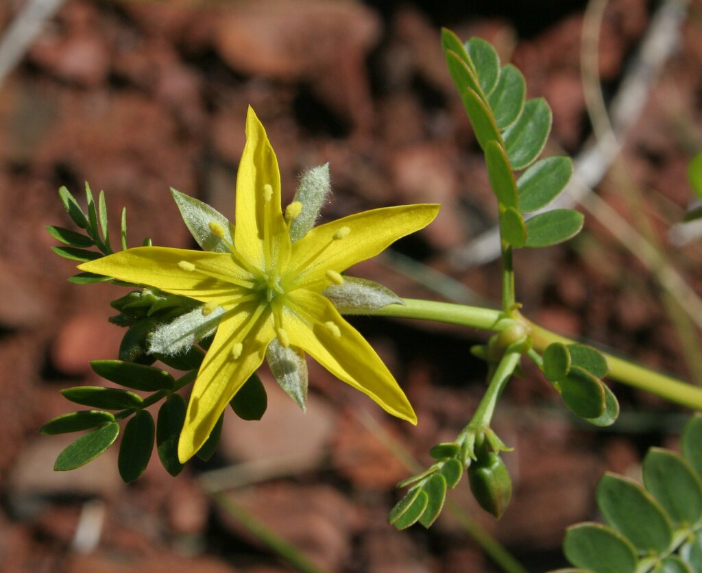 Tribulus platypterus