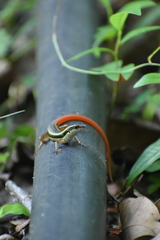 Sphenomorphus dussumieri