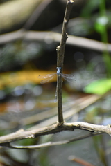 Lestes praemorsus