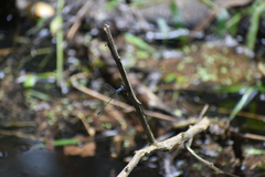 Lestes praemorsus