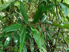 Diospyros blancoi