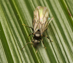 Nylanderia
