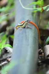 Sphenomorphus dussumieri