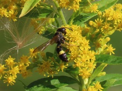 Cerceris rybyensis