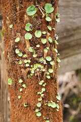 Corybas grumulus