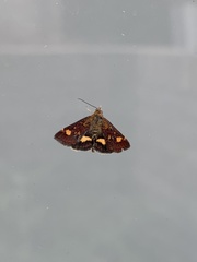 Pyrausta aurata