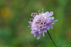 Scabiosa