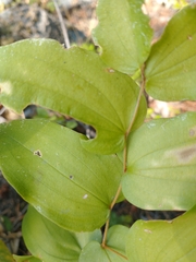 Prosartes hookeri