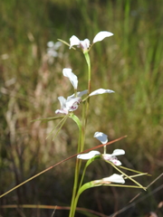 Diuris alba