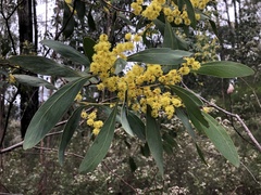 Acacia obliquinervia