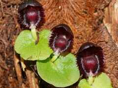 Corybas grumulus