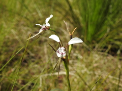 Diuris alba