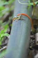 Sphenomorphus dussumieri