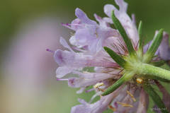 Scabiosa