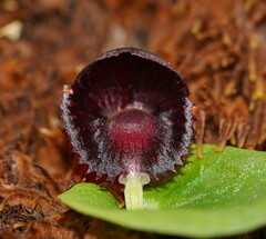 Corybas grumulus