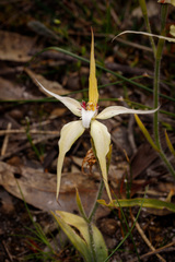 Caladenia × triangularis