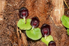 Corybas grumulus