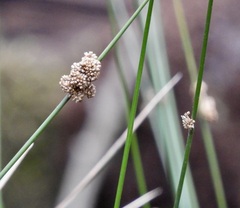 Juncus pallidus