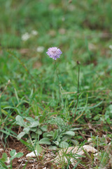 Scabiosa