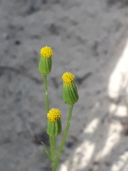 Senecio dubitabilis