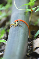 Sphenomorphus dussumieri