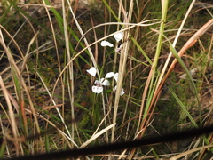 Diuris alba