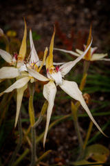 Caladenia × triangularis