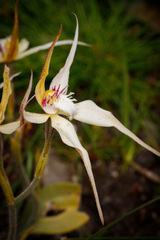 Caladenia × triangularis