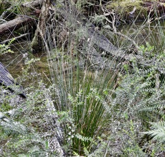 Juncus pallidus