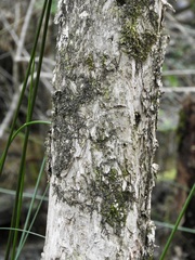 Melaleuca squarrosa
