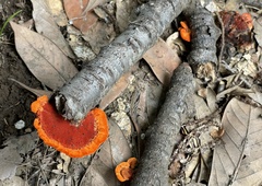 Trametes coccinea