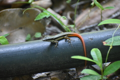 Sphenomorphus dussumieri