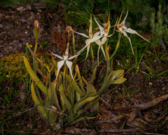 Caladenia × triangularis