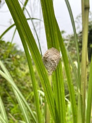 Rhombodera