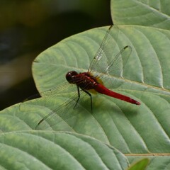 Rhodothemis rufa