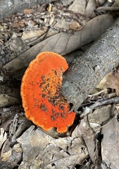 Trametes coccinea