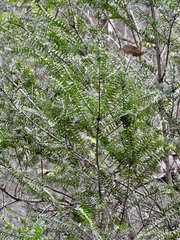 Melaleuca squarrosa
