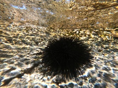 Echinoidea