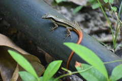 Sphenomorphus dussumieri