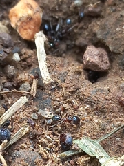 Trichomyrmex glaber