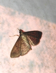 Herpetogramma licarsisalis