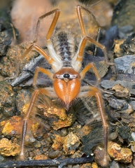 Solifugae